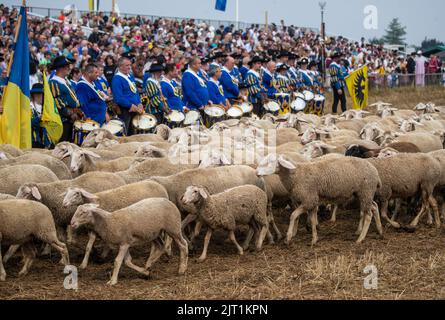 27. August 2022, Baden-Württemberg, Markgröningen: Schafe werden beim Markgröninger Schäferlauf über ein Stoppelfeld geführt. Foto: Christoph Schmidt/dpa Stockfoto