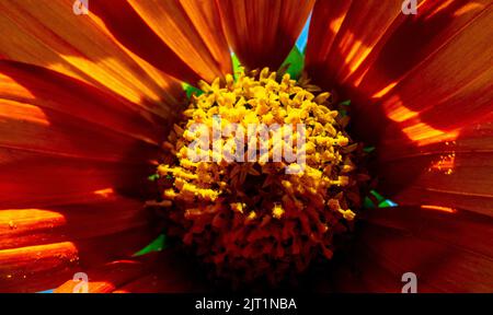 Makrofotografie zeigt den Pollen in Klumpen auf einer gewöhnlichen Zinnienblüte (Zinnia elegans) Stockfoto