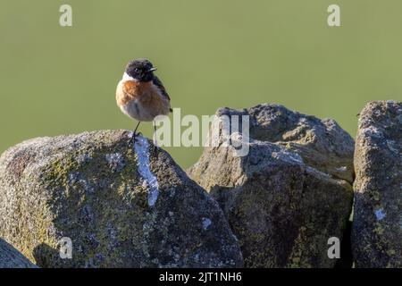 Männlicher Steinechat (Saxicola torquata), der an einem sonnigen Tag auf einer Trockenmauer steht, North Yorkshire, England, Großbritannien Stockfoto