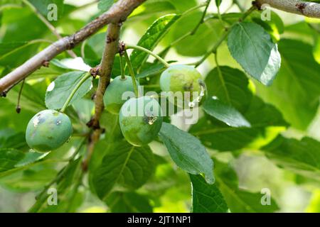 Pilzerkrankungen von Obstpflanzen. Äußere Symptome einer Infektion mit Steinobstpflanzen Stockfoto