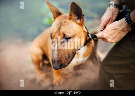Der Besitzer befestigt die Leine am Kragen eines niedlichen Ingwer-Bullen-Terrier-Welpen. Der Besitzer und sein Haustier. Stockfoto