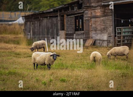 Schafe auf dem lokalen Bauernhof. Eine Gruppe Schafe auf einer Weide steht nebeneinander. Eine kleine Herde von Suffolk Schafen mit schwarzem Gesicht und Beinen in einem Sommer mich Stockfoto