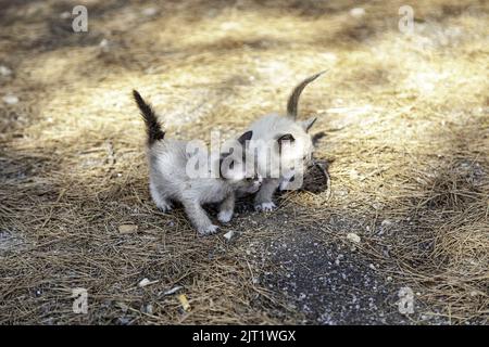 Detail des Tieres verlassen und allein, Traurigkeit Stockfoto