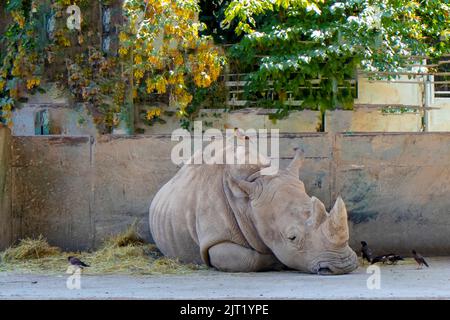 Ein Nashorn liegt in einem Zoo mit einem Vogel auf dem Kopf Stockfoto