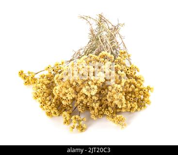 Zweig von Helichrysum vor weißem Hintergrund Stockfoto