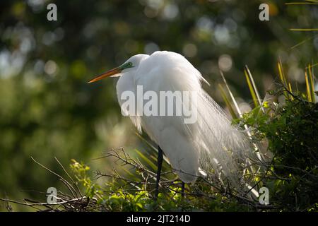 Der große weiße Reiher thronte auf seinem Nest in Florida, von der Sonne beleuchtet und wartete auf seinen Partner. Stockfoto