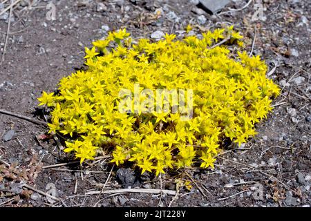 Beißender Stonecrop oder Wallpepper (Sedum acre), Nahaufnahme eines Fleckens der niedrig wachsenden gelben Blüten der Sukulente, die sich über ein Stück rauem Boden ausbreiten. Stockfoto