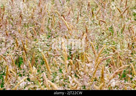 Eine Masse von blühenden Gräsern, hauptsächlich Yorkshire Fog (holcus lanatus), wurde unbeaufsichtigt in der Ecke eines Parks wachsen gelassen. Stockfoto