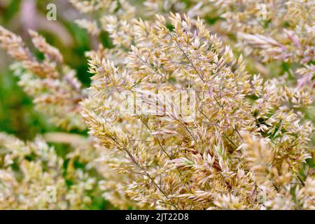 Yorkshire Fog (holcus lanatus), Nahaufnahme eines Blütenklumpens des blühenden Grashalmes. Stockfoto