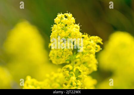 Lady's Bedstraw (galium verum), Nahaufnahme der winzigen gelben Blüten der Pflanze, die durch geringe Tiefenschärfe vom Hintergrund isoliert sind. Stockfoto