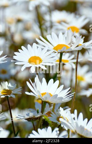 Ochsenauge-Gänseblümchen (Leucanthemum vulgare oder Chrysantheme leucanthemum), auch Hundedaisy oder Marguerite, Nahaufnahme einer einzelnen Blume, die unter vielen wächst. Stockfoto