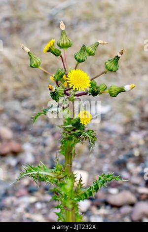 Stachelige Sowdistel (Sonchus asper), Nahaufnahme mit den Knospen, Blumen, Samenköpfen und stacheligen Blättern der gewöhnlichen Pflanze aus Abfallboden. Stockfoto