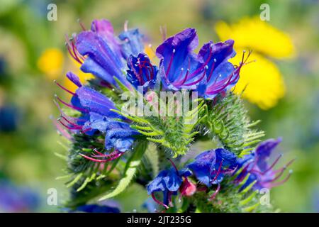 Viper's Bugloss (echium vulgare), Nahaufnahme der Blüten an der Spitze des großen Blütenstachels, der von der Pflanze produziert wird. Stockfoto