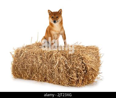 Shiba Inu vor weißem Hintergrund Stockfoto