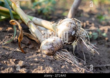 Junger Knoblauch mit Wurzeln auf Gartenboden. Sammlung von Lyubasha Knoblauch im Garten. Landwirtschaftliches Feld der Knoblauchpflanze. Frisch gepflückte vegetabl Stockfoto