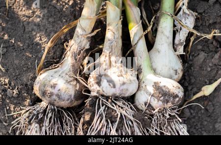 Junger Knoblauch mit Wurzeln auf Gartenboden. Sammlung von Lyubasha Knoblauch im Garten. Landwirtschaftliches Feld der Knoblauchpflanze. Frisch gepflückte vegetabl Stockfoto