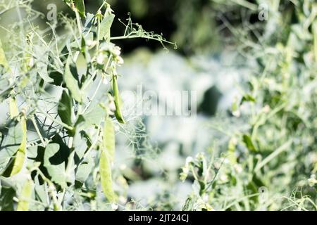 Verschwommenes Bild einer jungen Erbsenpflanze mit Schoten. Im Sommergarten wachsende Zuckererbsen, grüne Blätter, Zweige und Schoten. Bio-Gartenarbeit. Grüne Erbsenpflanze Stockfoto