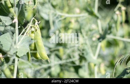 Verschwommenes Bild einer jungen Erbsenpflanze mit Schoten. Im Sommergarten wachsende Zuckererbsen, grüne Blätter, Zweige und Schoten. Bio-Gartenarbeit. Grüne Erbsenpflanze Stockfoto