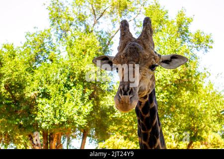 Giraffenkopf auf dem Hintergrund von Bäumen. Tiere Afrikas Stockfoto