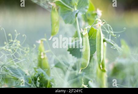 Verschwommenes Bild einer jungen Erbsenpflanze mit Schoten. Im Sommergarten wachsende Zuckererbsen, grüne Blätter, Zweige und Schoten. Bio-Gartenarbeit. Grüne Erbsenpflanze Stockfoto