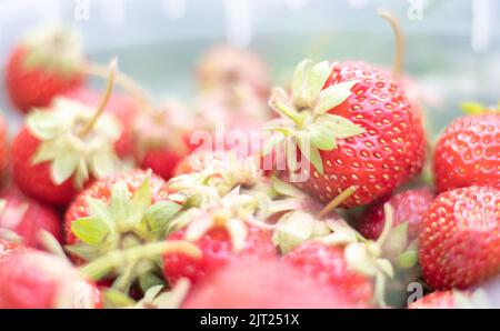 Voller Eimer frisch gepflückter Erdbeeren im Sommergarten. Nahaufnahme von Erdbeeren in einem Plastikkorb. Bio-und frische Beere bei einem Bauern ma Stockfoto
