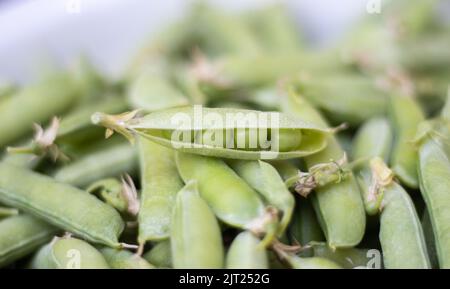 Viele grüne Erbsen. Ungeschälte junge grüne Erbsen aus der Nähe. Grüner Hintergrund. Gesunde Öko-Lebensmittel. Vegetarische Gerichte. Gemüse ernten. In der Nähe wunderschön Stockfoto