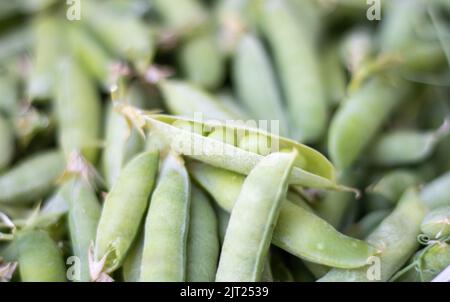 Viele grüne Erbsen. Ungeschälte junge grüne Erbsen aus der Nähe. Grüner Hintergrund. Gesunde Öko-Lebensmittel. Vegetarische Gerichte. Gemüse ernten. In der Nähe wunderschön Stockfoto