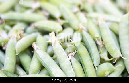 Viele grüne Erbsen. Ungeschälte junge grüne Erbsen aus der Nähe. Grüner Hintergrund. Gesunde Öko-Lebensmittel. Vegetarische Gerichte. Gemüse ernten. In der Nähe wunderschön Stockfoto