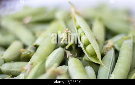 Viele grüne Erbsen. Ungeschälte junge grüne Erbsen aus der Nähe. Grüner Hintergrund. Gesunde Öko-Lebensmittel. Vegetarische Gerichte. Gemüse ernten. In der Nähe wunderschön Stockfoto