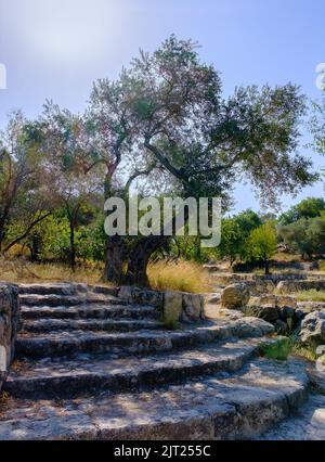 Alter Olivenbaum und Steintreppe im archäologischen Park Ayalon. Israel. Stockfoto