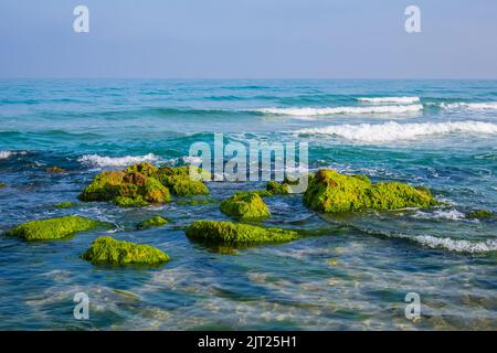 Im Mittelmeer sind Felsbrocken mit grünen Algen bedeckt. Stockfoto