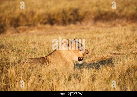 Löwin, die sich im Morgenlicht sonnt Stockfoto