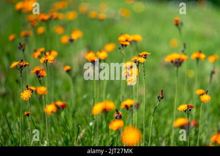 Nahaufnahme einer grünen Wiese im Sommer mit vielen orangen Blüten von Orangenhaie (Hieracium aurantiacum) Stockfoto