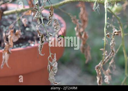 Die auf einem Pflanzenzweig sitzenden Fliege frisst tagsüber im Naturhintergrund Insekten Stockfoto