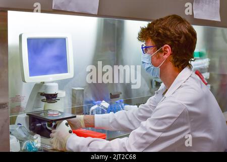 Forscher, die mit Stammzellen in einem Biosicherheitsschrank arbeiten Stockfoto