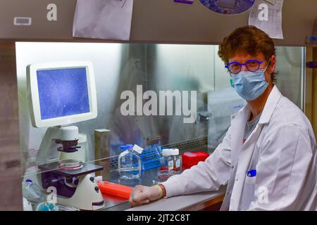 Forscher, die mit Stammzellen in einem Biosicherheitsschrank arbeiten Stockfoto