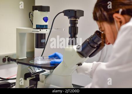 Schöne Frau untersucht Zellkultur unter dem Mikroskop Stockfoto