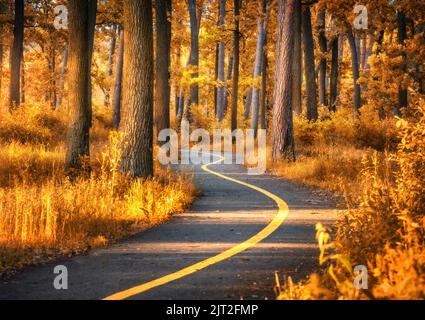 Schöne Straße im Orangenwald bei Sonnenuntergang im Herbst. Landschaft Stockfoto