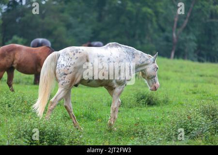Pferde grasen an einem regnerischen bewölkten Tag auf einer offenen Wiese in Cades Cove im Great Smoky Mountains National Park. Stockfoto