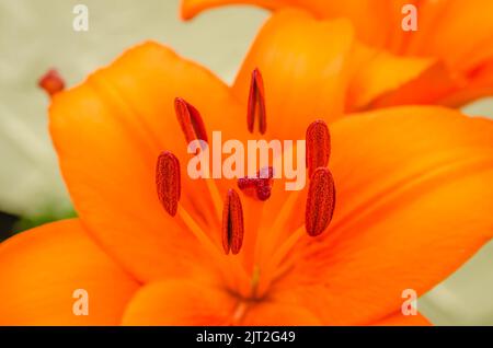 Orangefarbene Lilie blüht in einem privaten Garten. Nahaufnahme von wunderschönen orientalischen Lilien im Freien an einer gelben Wand an einem sonnigen Sommertag. Stockfoto