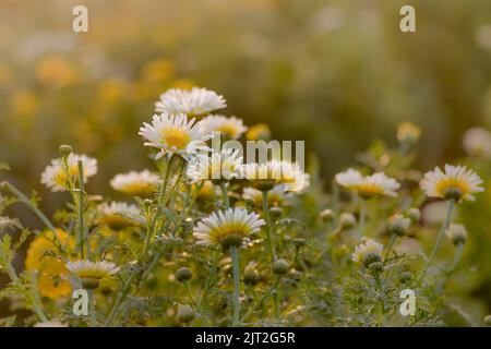 Weiße Blumen blühten vollständig auf dem Feld des Bauernhofs mit abendlichem Sonnenlicht und Bokeh im Hintergrund. Selektiver Fokus verwendet. Stockfoto