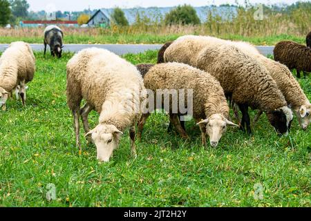 Einheimische weiße und braune Schafe fressen grünes Gras auf der Wiese. Bauernhof Rinder weiden auf der Weide. Das Leben auf dem Land. Stockfoto