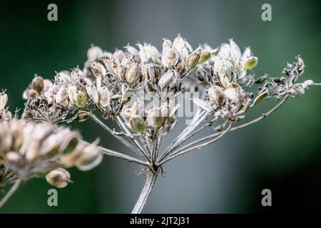 Cow Parsnip Seeds Stockfoto