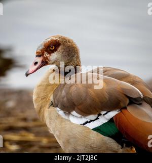 Ägyptische Gans (Alopochen Aegyptiacus) Stockfoto