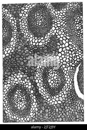 Trans. Linn. Soc. London - Band 20 - Platte 23 - Abbildung F. Stockfoto