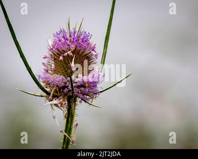 Wilde Teasel (Dipsacus Fullonum) Stockfoto