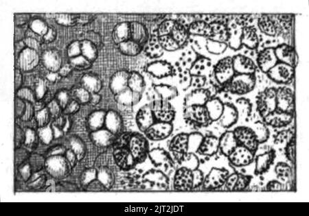 Trans. Linn. Soc. London - Band 20 - Platte 24 - Abbildung F. Stockfoto