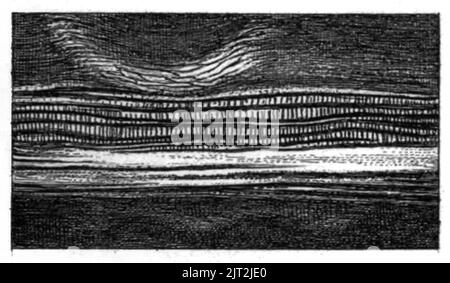 Trans. Linn. Soc. London - Band 20 - Platte 24 - Abbildung D. Stockfoto
