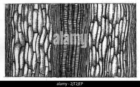 Trans. Linn. Soc. London - Band 20 - Platte 24 - Abbildung C. Stockfoto