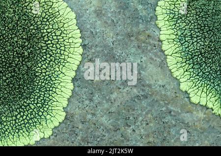 Golden Moonglow Flechten wachsen auf einer Felsoberfläche Stockfoto